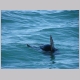 33. deze zeehond is aan het tollen in het water, ze doen niet liever.JPG